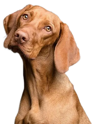 para-perros